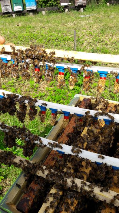 Matki pszczele wysyłka