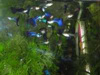 Аквариумная рыбка гуппи Московская синяя