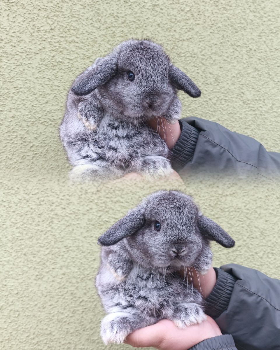 Królik baranek mini lop karzełek domowy