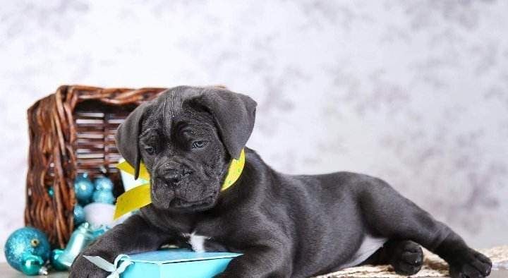 Цуценя на подарунок