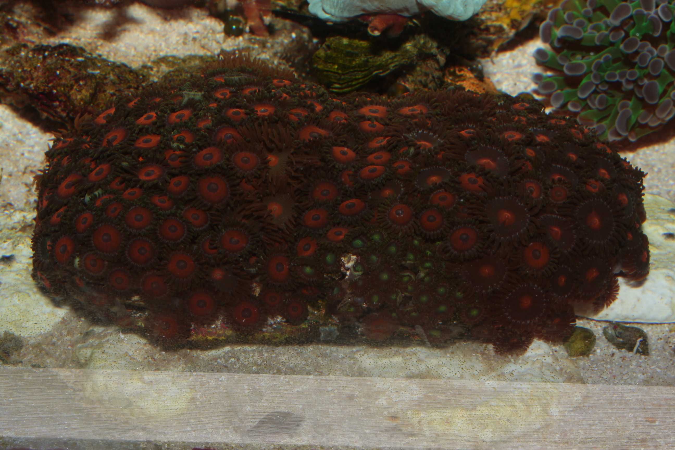 Zoanthus wild rock.  Koralowce, Morskie