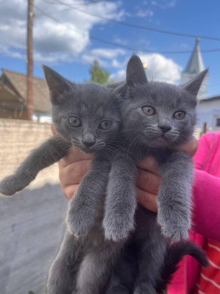 Кошеннята шукають дім