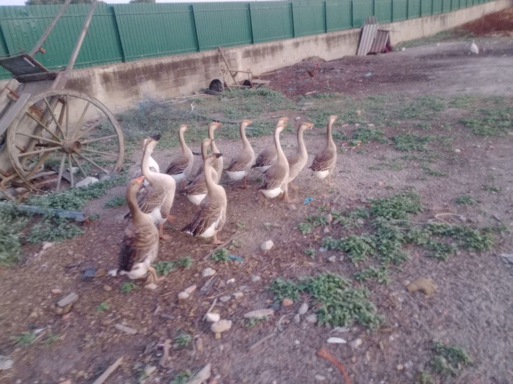 Vende se Patos Gansos cruzados com da Guiné