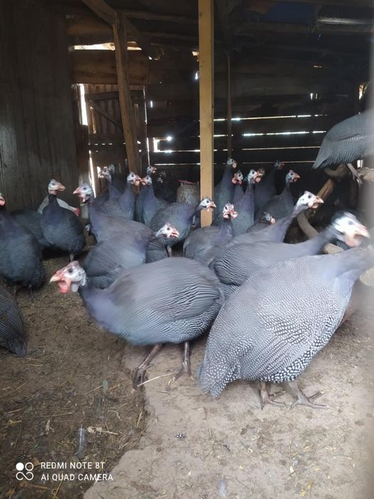 Sprzedam perliczki bojlery