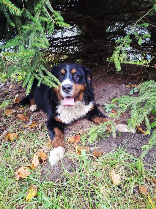 Bernieński pies pasterski suczka