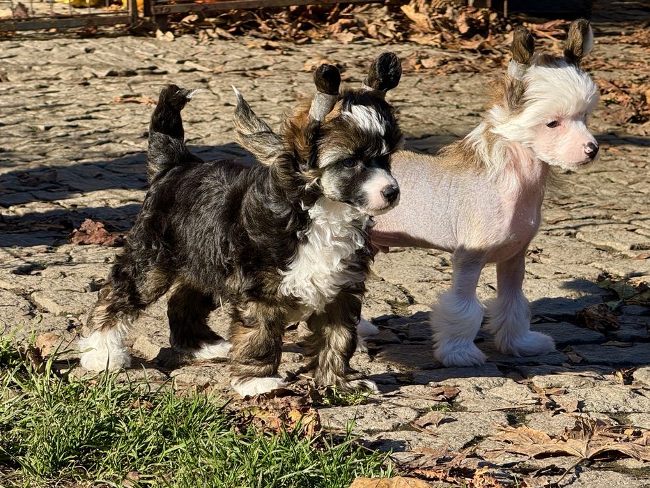 Chiński Grzywacz - piesek nagi / hl z metryką ZKwP