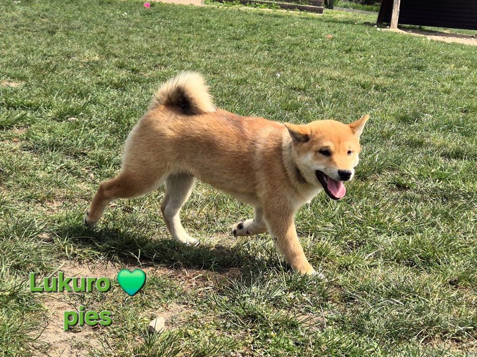 Shiba śliczny piesek
