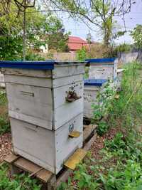 Пчелосемьи, пасека с ульями и пчеловодческий инвентарь