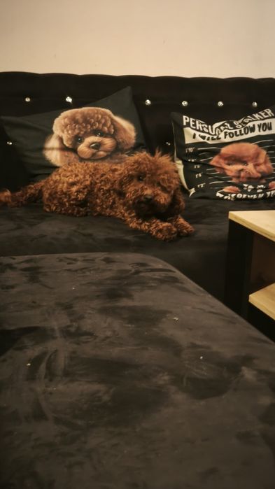 Pudel miniaturowy badania genetyczne(rodzice)