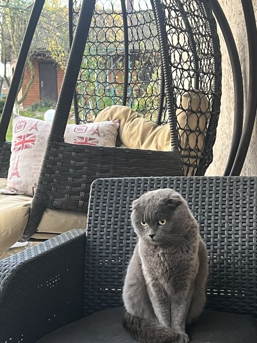 Кіт весловухий британець