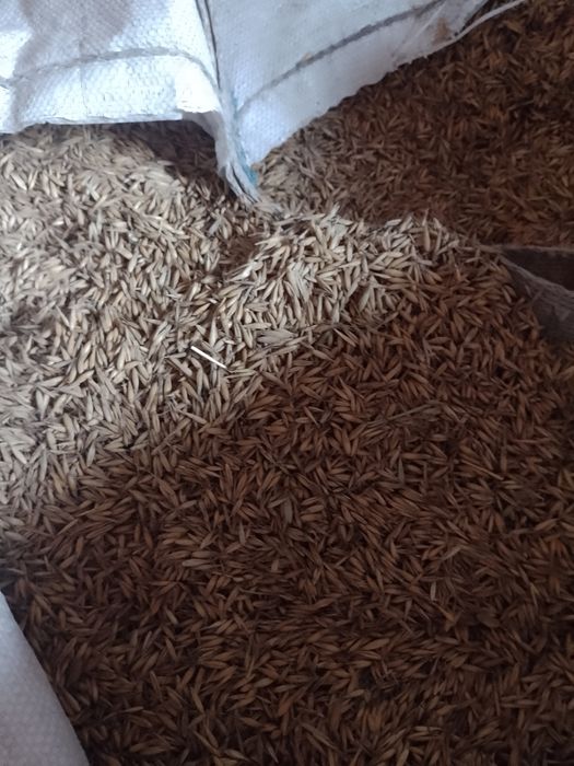 Owies bingo z roku 25