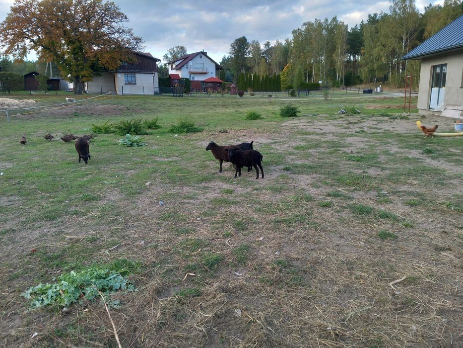 Owce wrzosowka jagnięta