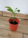 Drzewko cytrynowe 3 letnie