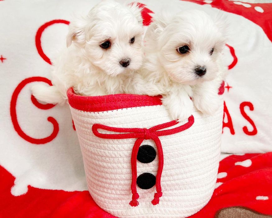 Piesek Maltańczyk rodowód