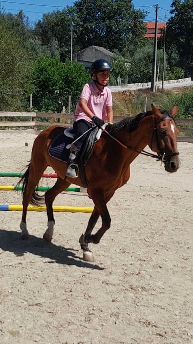 Cavalo lusitano castrado