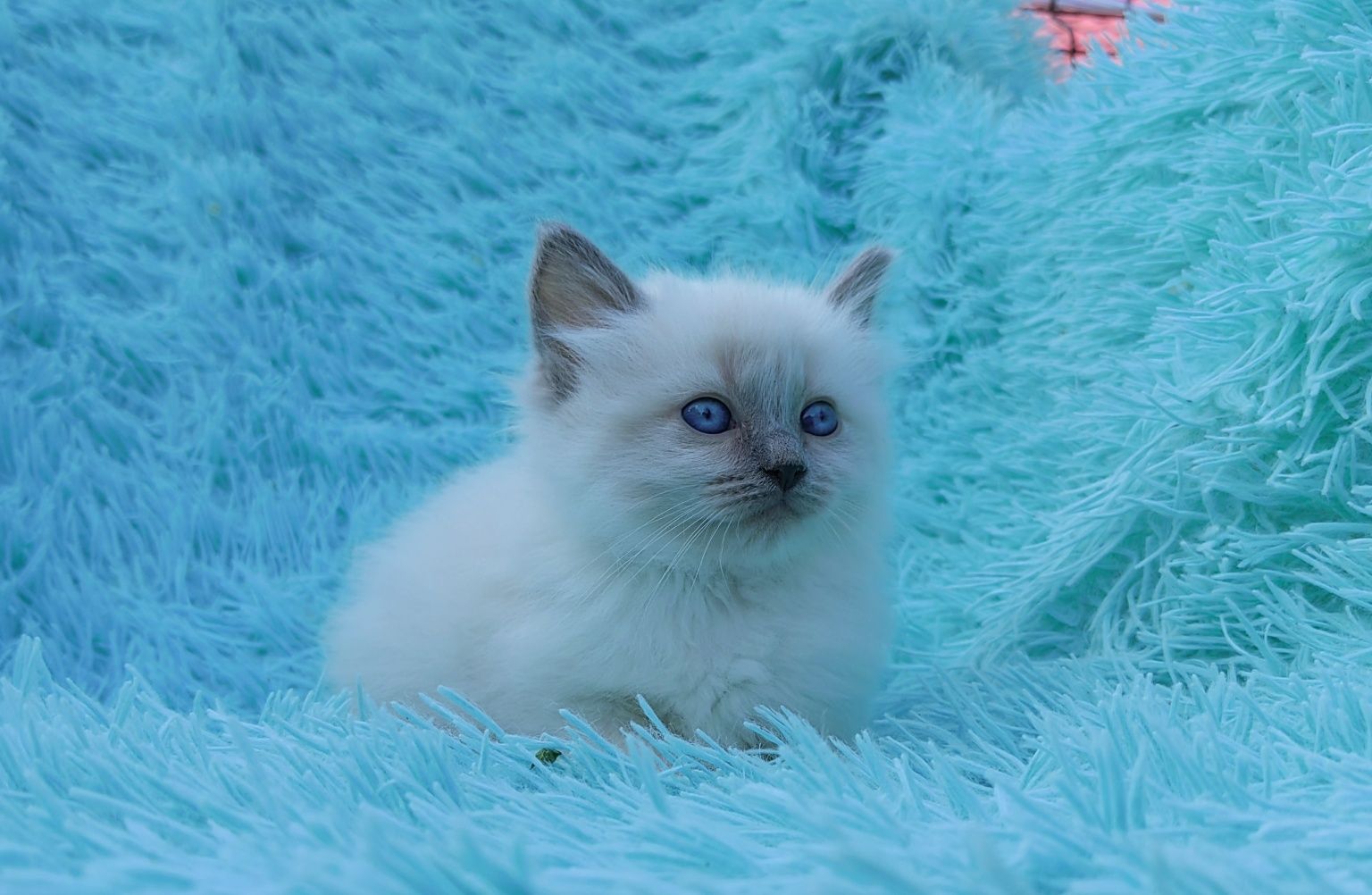 Kotka Ragdoll      .