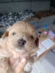 Śliczna sunia Maltipoo