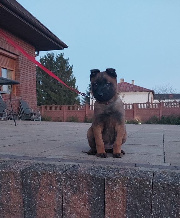 Owczarek belgijski malinois suczka