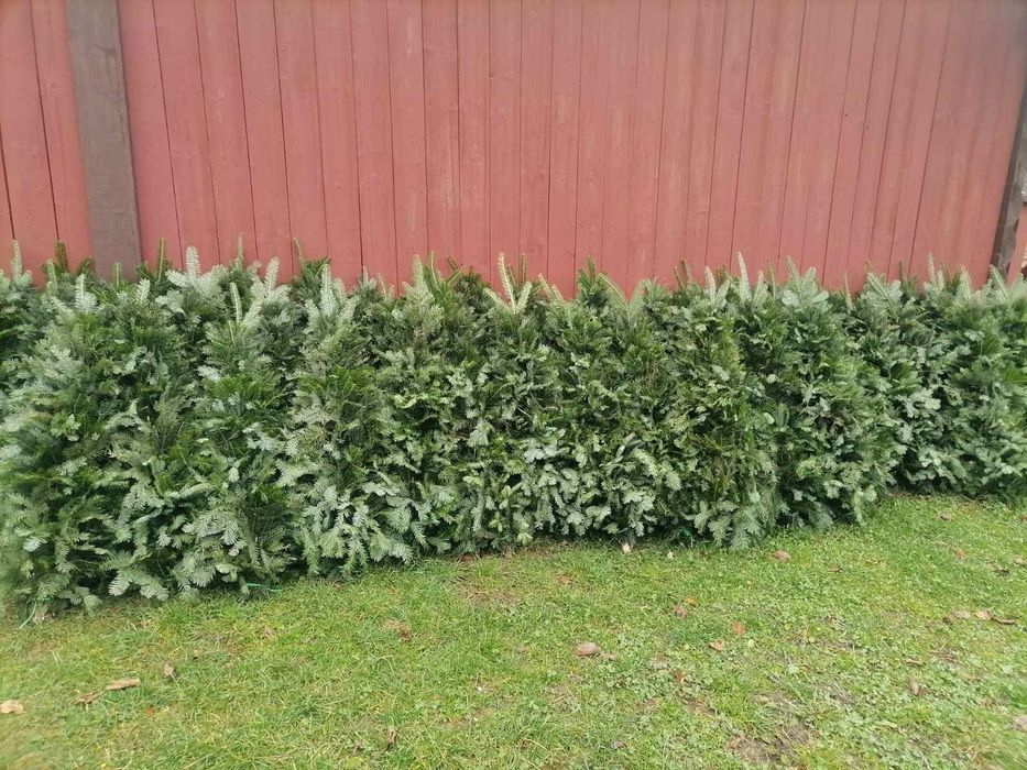 Плетена ялинка ,з живих гілочок