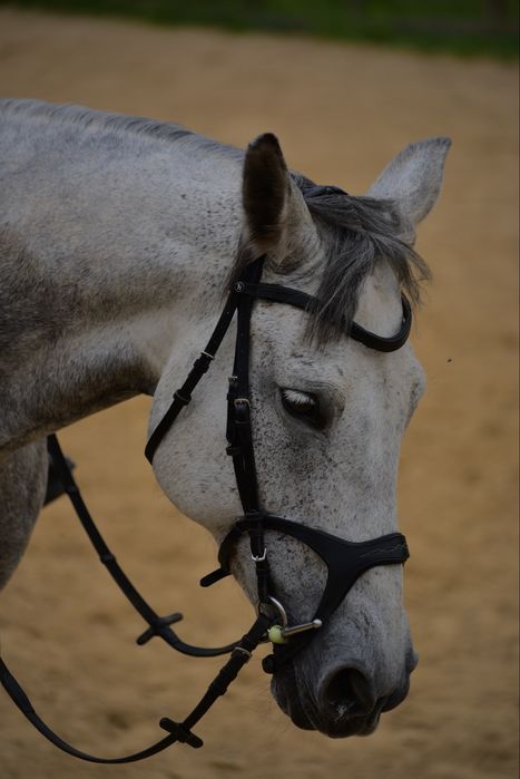 Piękne ogłowie anatomiczne FULL