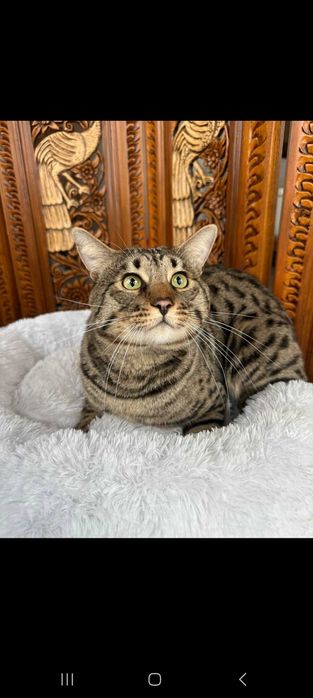 Продам котика Саванна Ф5