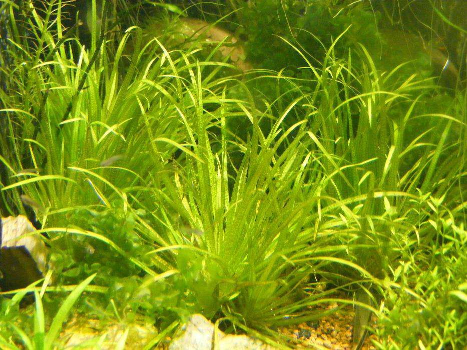 GB blyxa japonica roślina akwariowa