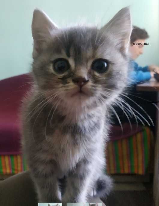 Продаю чарівних кошенят!