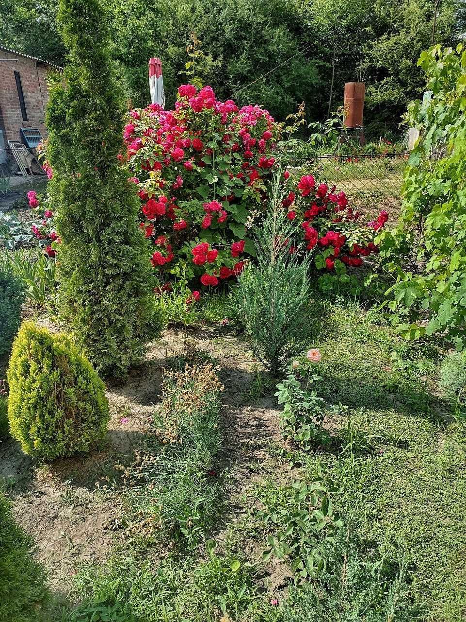 Продам дачу  Лісові Поляни, с. Надержинщина (Полтавська обл.)