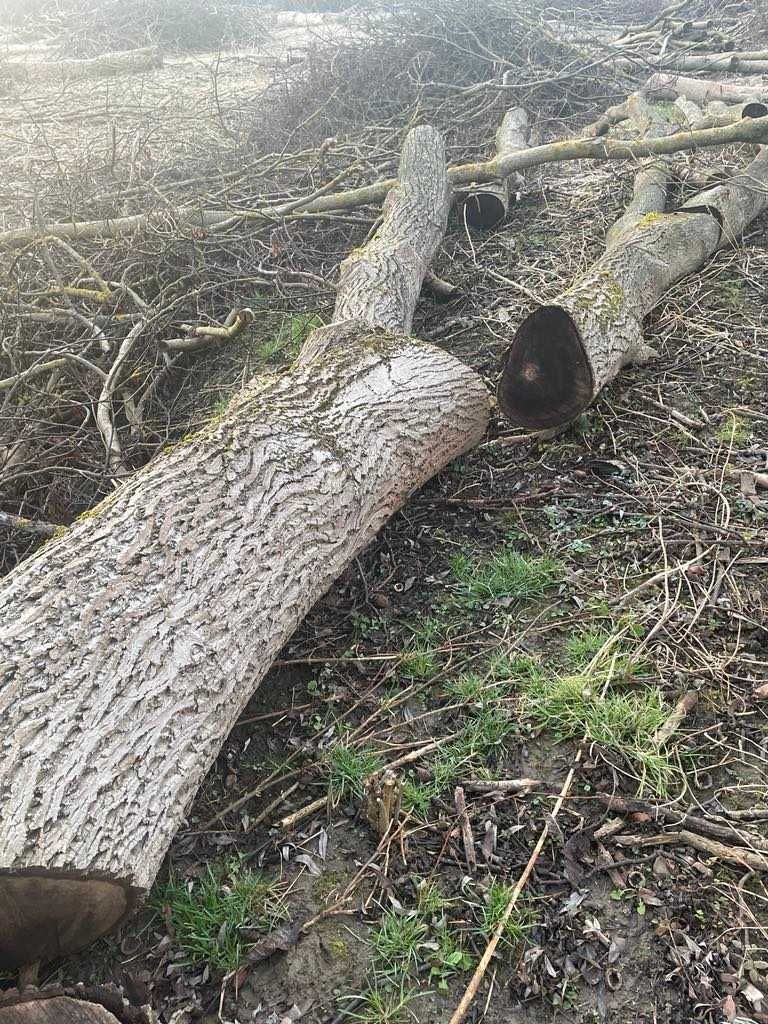 Kłoda orzecha włoskiego 40-50mp różne grubości odbiór w Przemyślu.