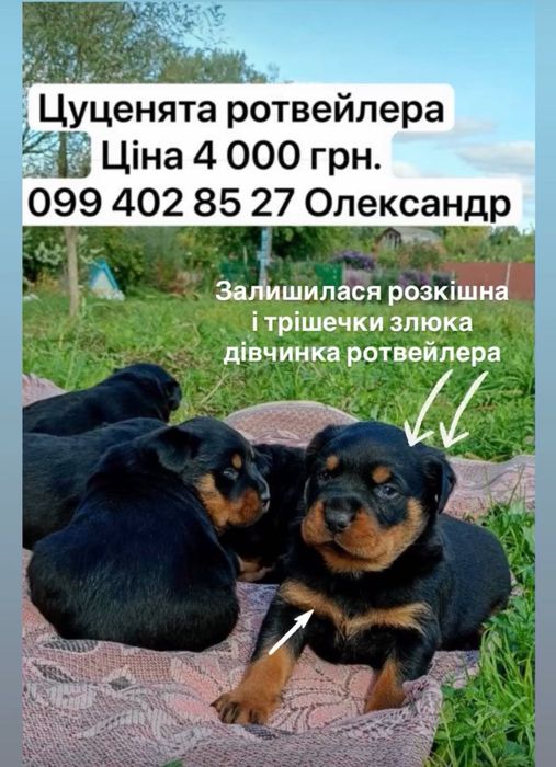 Щенки ротвейлера!