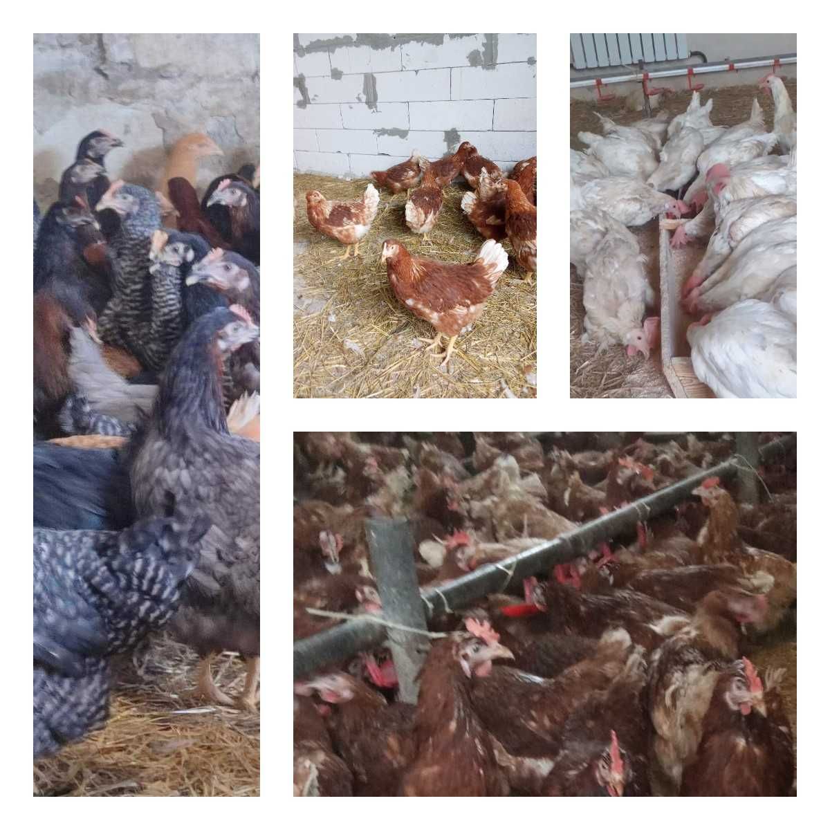 Продам кури несушки! Доставка безкоштовна. Згурівка!