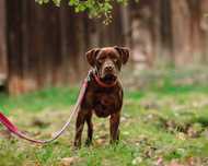 Aron pitbull red nose do adopcji
