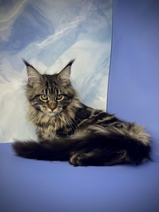 Мейн кун дівчинка 4 місяці