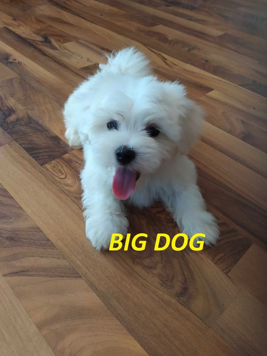 Maltańczyk sunia - Sochaczew