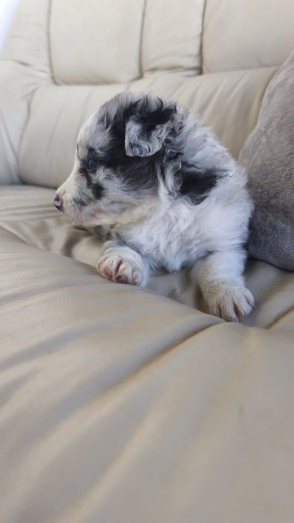 Border Collie macho Blue Merle