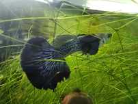 Gupiki purple dragon dumbo halfmoon
