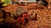 Krab pustelnik czerwony (Coenobita perlatus strawberry)