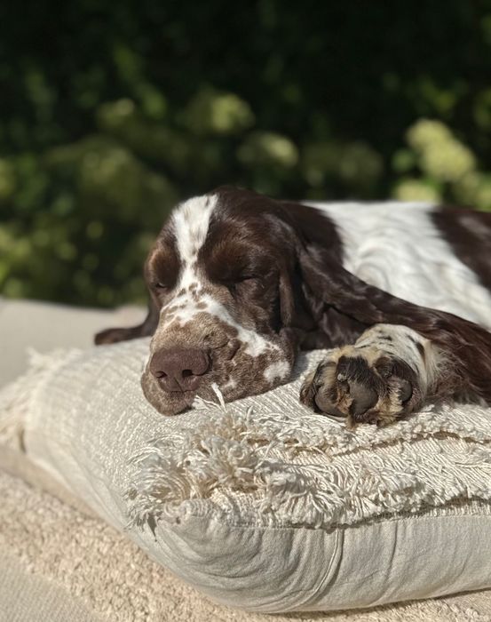 Pies rasy Springer Spaniel Angielski ZKwP FCI