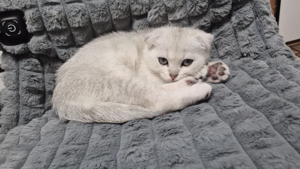 Шотландский котёнок серебристая шиншилла вислоухий мальчик шиншила