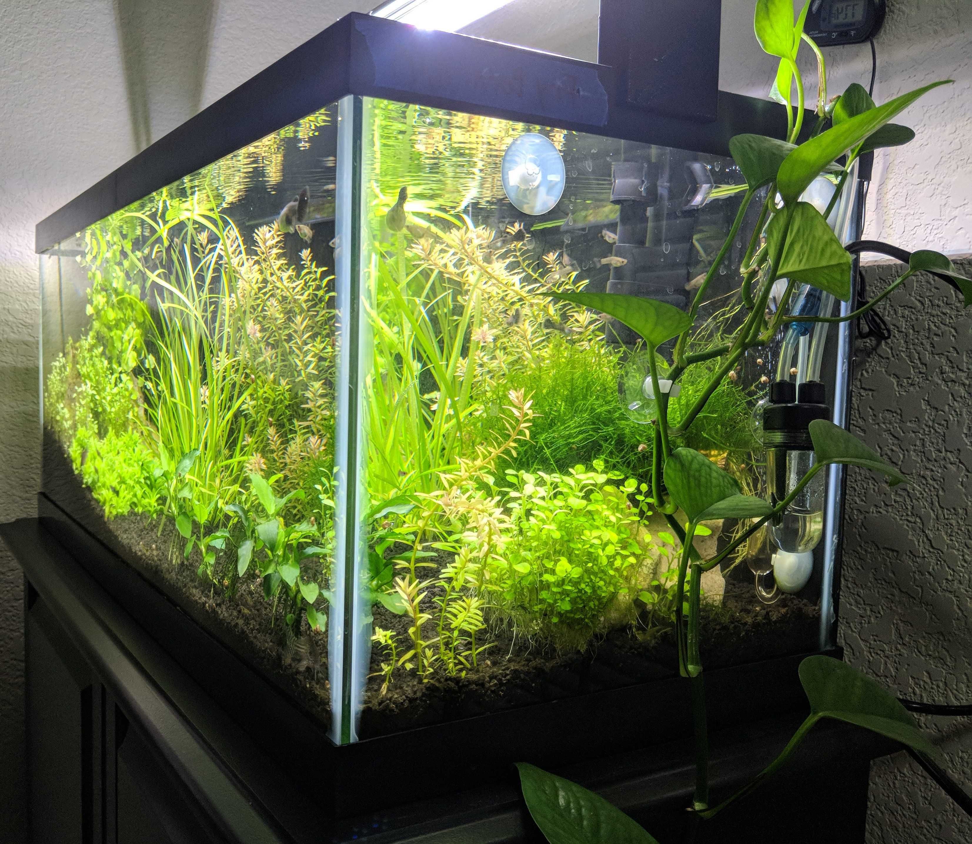 Fáceis peixes ou plantas de aquário - Iniciantes/pouca disponibilidade