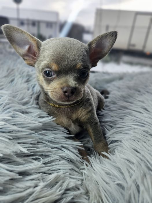 Mini Piesek chihuahua