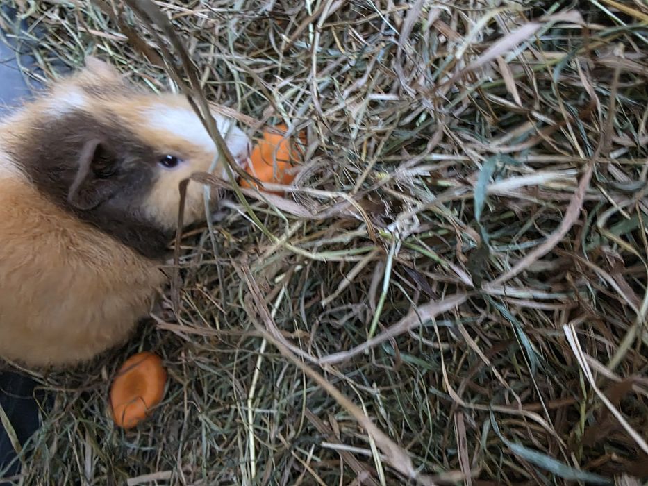 Świnka morska cavia