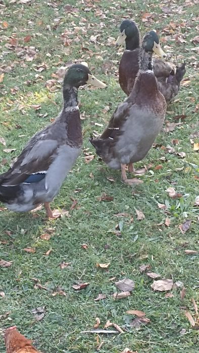 Kaczory biegusy indyjskie