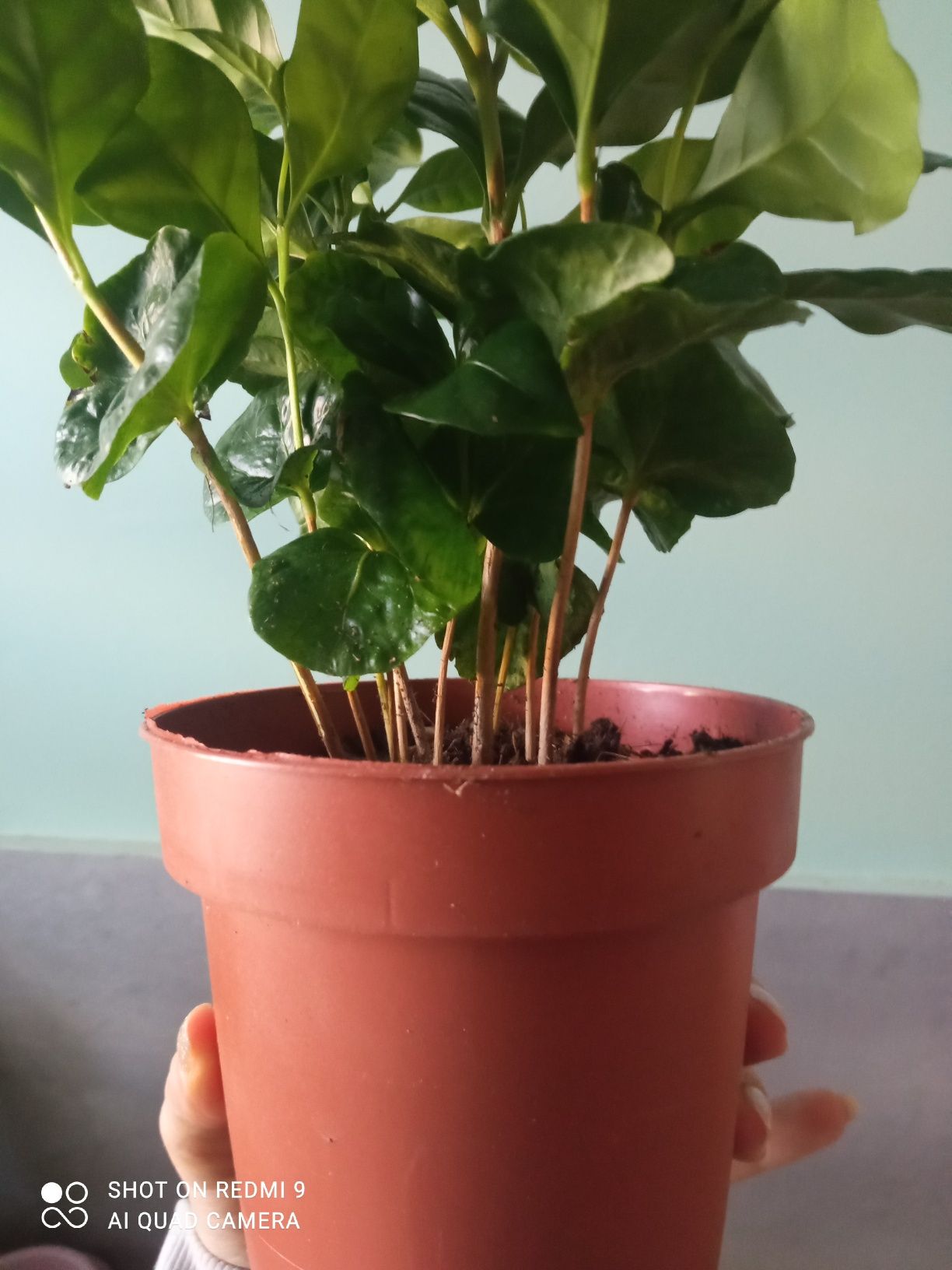Kawa arabica kwiatek