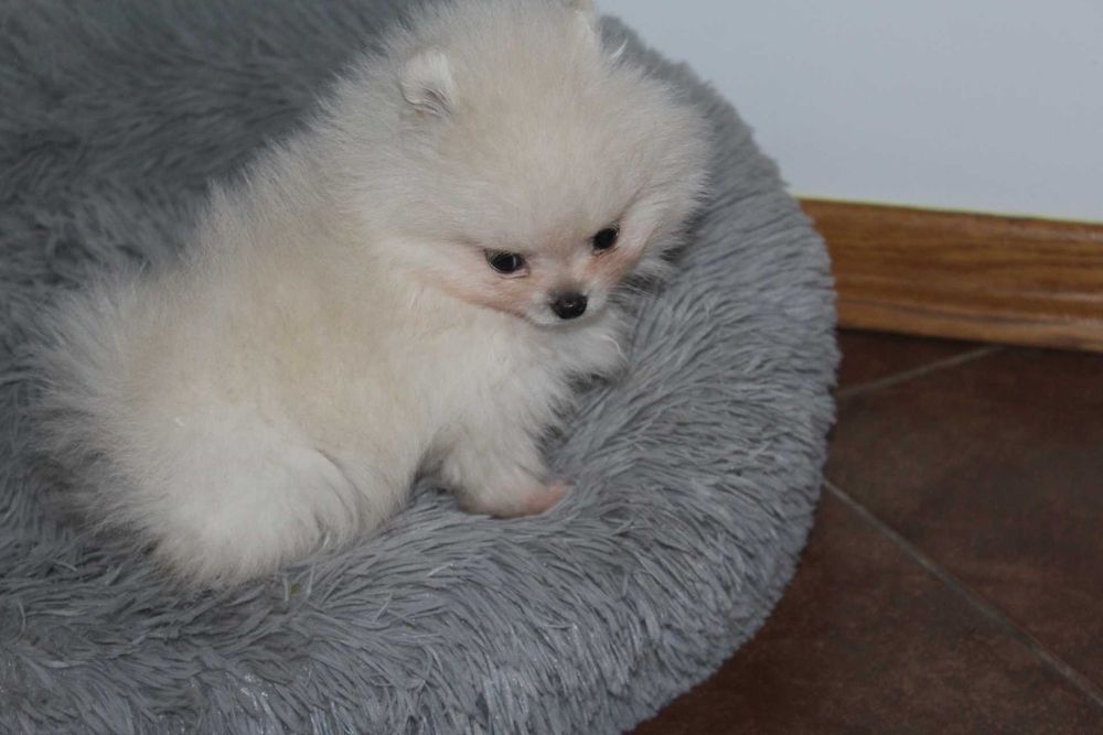Szpic pomeranian piesek