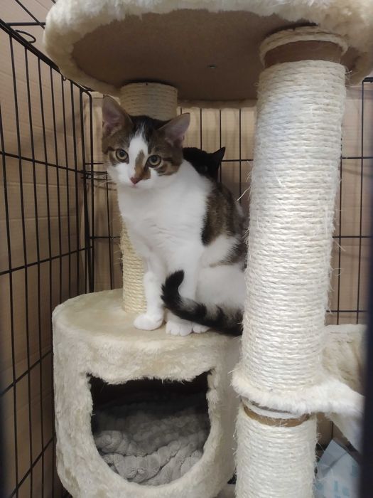 Oddam 3 kociaki zaszczepione , po sterylizacji - tylko w dobre ręce