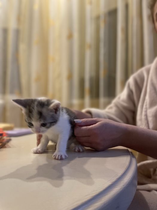 Віддаємо кошенят в добрі руки