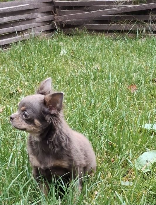 Красуння підрощена чихуахуа