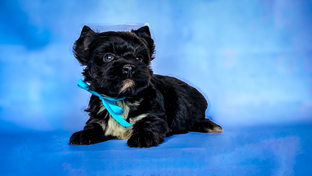 York, yorkshire terrier black Picasso