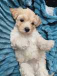Maltipoo suczka szczenię premium
